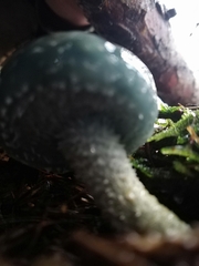 Stropharia aeruginosa
