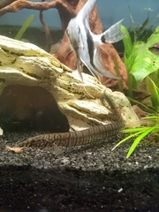 Macrognathus zebrinus