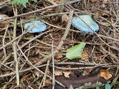 Stropharia aeruginosa