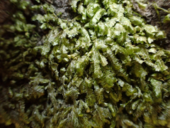 Homalia trichomanoides