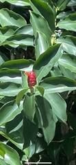 Costus