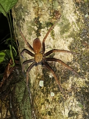 Heteropoda tetrica