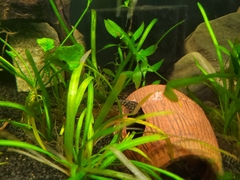 Macrognathus zebrinus