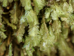 Homalia trichomanoides