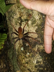 Heteropoda tetrica