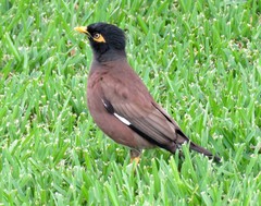 Acridotheres tristis