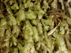 Homalia trichomanoides