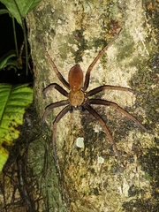 Heteropoda tetrica
