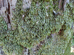 Homalia trichomanoides