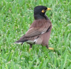 Acridotheres tristis