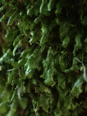 Homalia trichomanoides