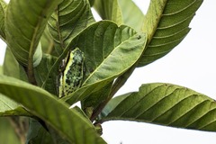 Heterixalus betsileo