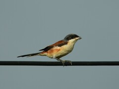 Lanius collurioides
