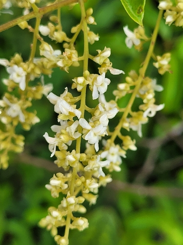 Trigonia laevis