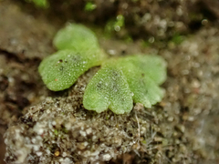 Riccia frostii