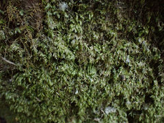 Homalia trichomanoides