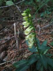 Digitalis lutea