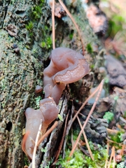 Pseudohydnum gelatinosum