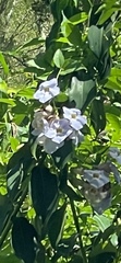 Thunbergia