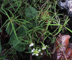 Spermacoce suaveolens