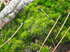 Campylopus introflexus