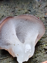 Pseudohydnum gelatinosum