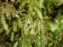 Homalia trichomanoides