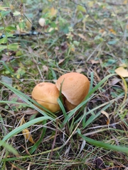 Suillus plorans