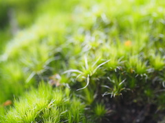 Campylopus introflexus