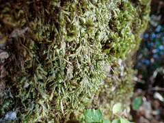 Homalia trichomanoides