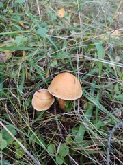 Suillus plorans