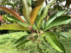 Ardisia