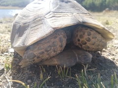 Testudo graeca