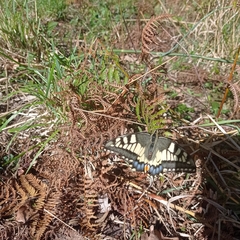 Papilio machaon