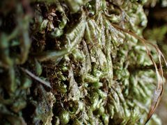 Homalia trichomanoides