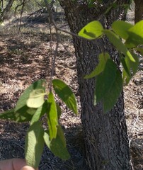 Celtis reticulata