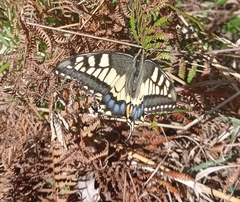 Papilio machaon