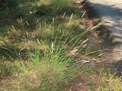 Bothriochloa longipaniculata