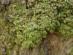 Homalia trichomanoides