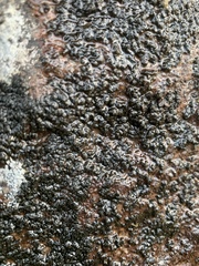 Lichinaceae