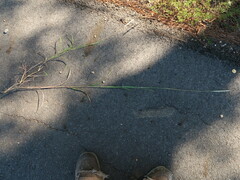 Bothriochloa longipaniculata