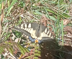 Papilio machaon