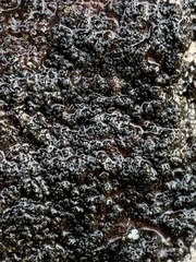 Lichinaceae