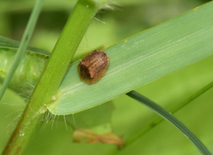 Hypocassida subferruginea