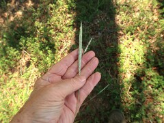 Bothriochloa longipaniculata