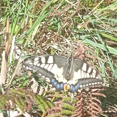 Papilio machaon