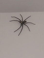 Heteropoda venatoria