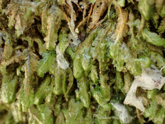 Homalia trichomanoides