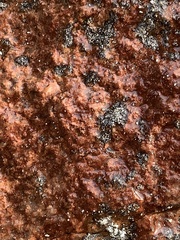 Lichinaceae
