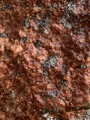 Lichinaceae